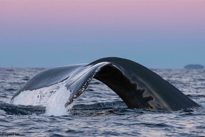 24hr Northern Lights & Whale Watching Cruise - Morning near Skjervøya and the whale search