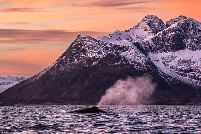 24hr Northern Lights & Whale Watching Cruise - The return to Tromsø around 7 PM