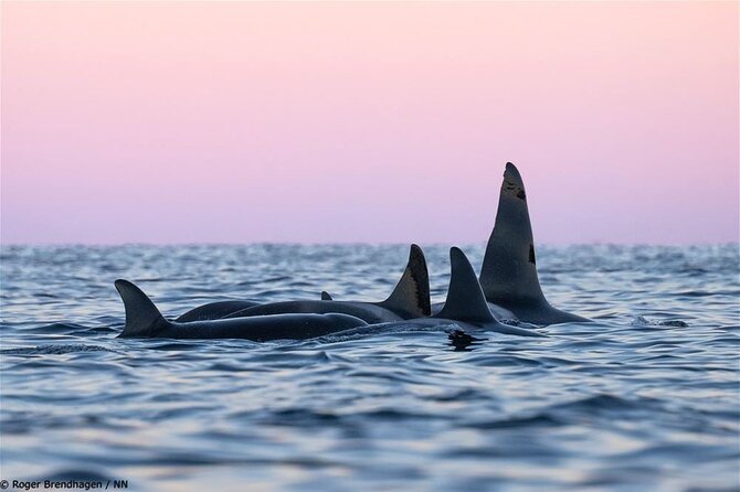 24hr Northern Lights & Whale Watching Cruise - Checking in at Tromsø Havn Prostneset