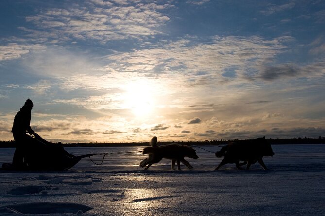 4hr Dog Sledding Tour under the Northern Lights - What $381.43 buys you in Alta