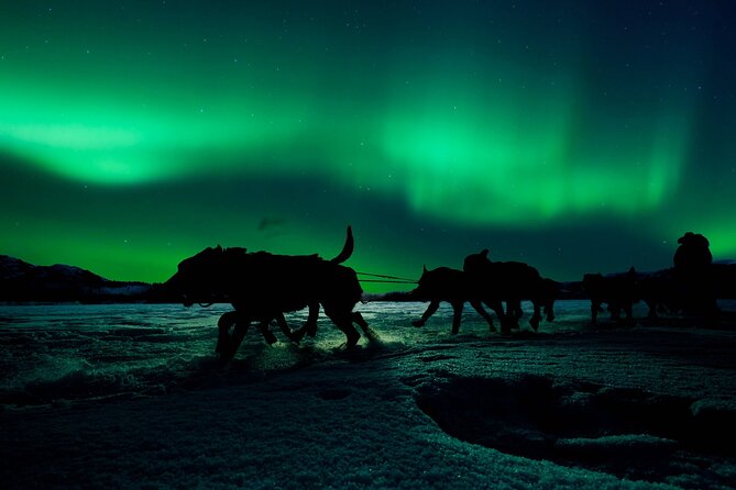 4hr Dog Sledding Tour under the Northern Lights - Taking turns behind the sled