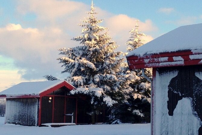 5-Days Land of Northern Lights Tour from Reykjavík - Day 4: Horses, geysers, and the Golden Circle