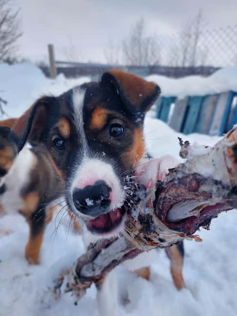 Abisko: Northern Lights Hike with Husky Puppies - Why the small group matters