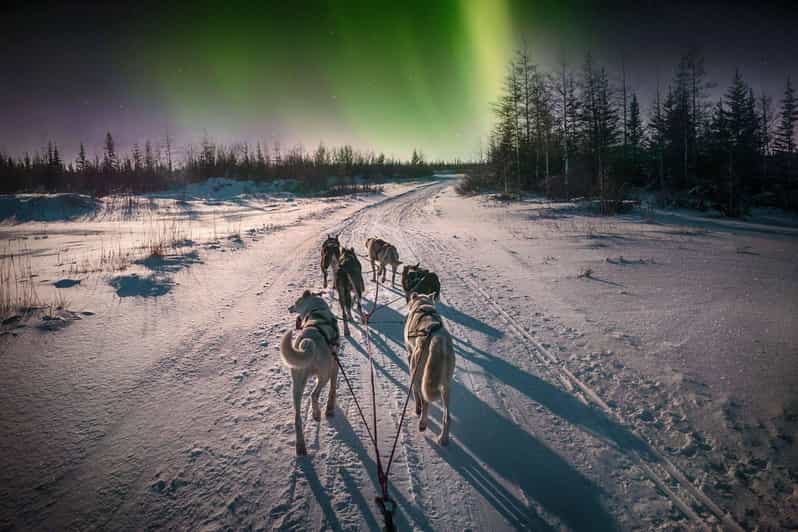 Alta: Dog Sledding Trip under the Northern Lights - From Alta to Gargia in about 30 minutes