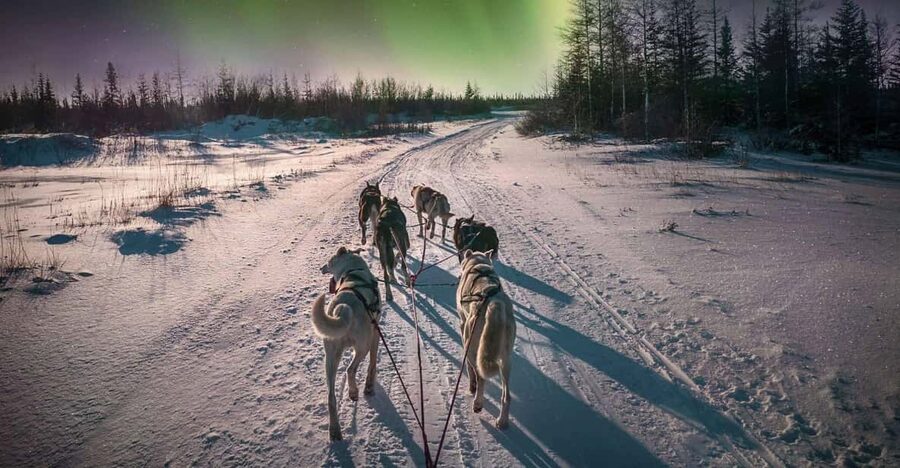 Alta: Dog Sledding Trip under the Northern Lights - Learning to drive before the forest route