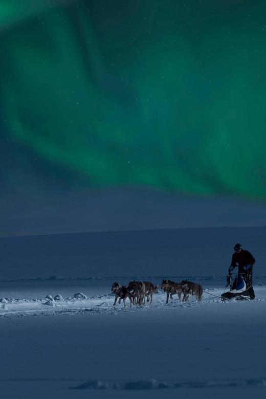 Alta: Dog Sledding Trip under the Northern Lights - Why the dogs are a major part of the value