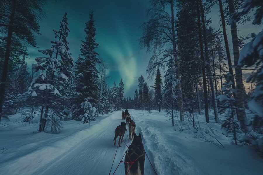 Alta: Dog Sledding Trip under the Northern Lights - Who should book this four-hour outing?