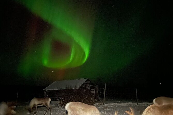 Arctic Adventure with Reindeer and Northern Lights Hunt 18:30 pm - Key points to know before you book