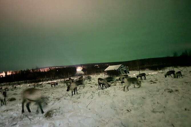 Arctic Adventure with Reindeer and Northern Lights Hunt 18:30 pm - Searching for the Northern Lights on the way