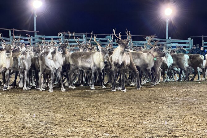 Arctic Adventure with Reindeer and Northern Lights Hunt 18:30 pm - Who will enjoy this experience most?