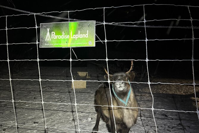 Arctic Adventure with Reindeer and Northern Lights Hunt 18:30 pm - What happens at the reindeer stop