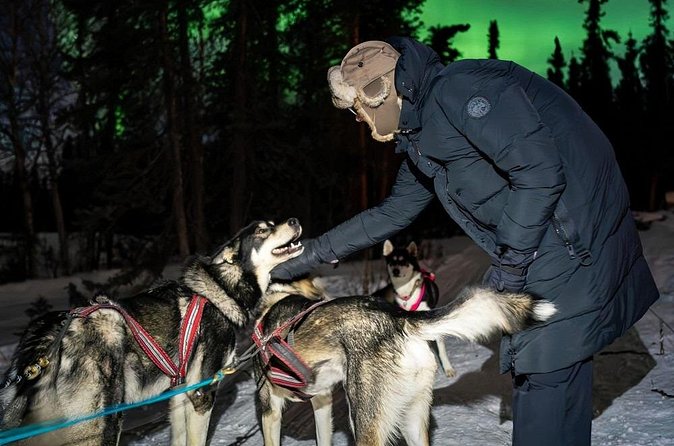 Aurora Activity at Sluice Box Sled Dogs - What the $200 price includes