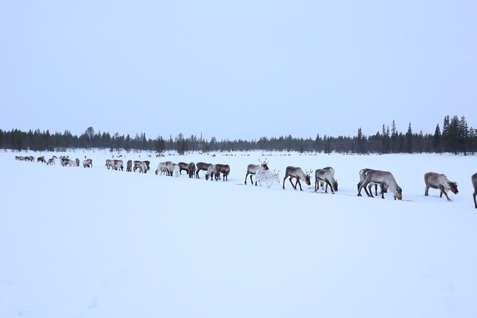 Aurora Hunting with Reindeer Caravan - Searching the Kiruna sky for aurora