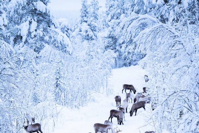 Aurora Hunting with Reindeer Caravan - Dinner beside the fire in a traditional tent