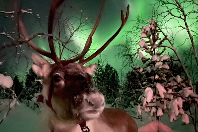 Aurora Hunting with Reindeer Caravan - What the guides add to the evening