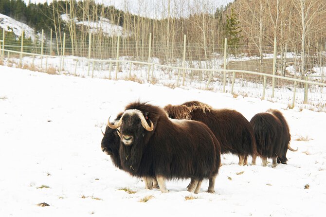 Discover Whitehorse with Northern Lights and Yukon Wildlife Tour - Three nights in Whitehorse, with the aurora as the main event