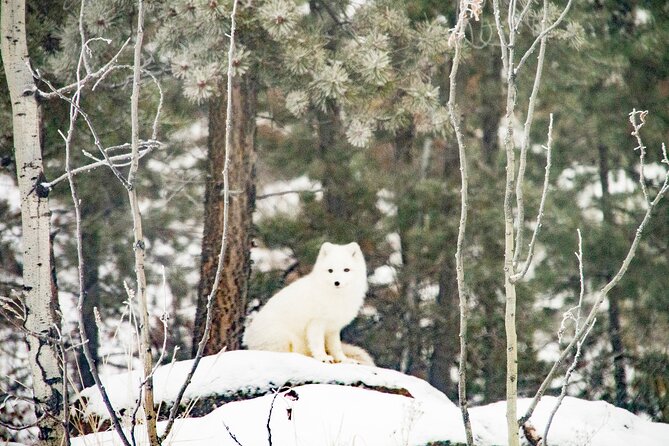 Discover Whitehorse with Northern Lights and Yukon Wildlife Tour - Three nights at the AuroraCentre