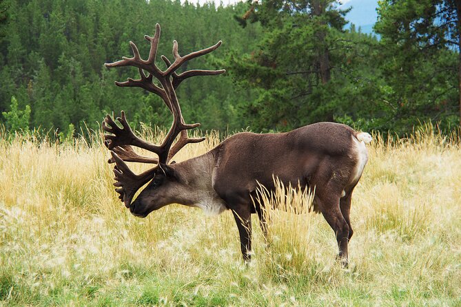 Discover Whitehorse with Northern Lights and Yukon Wildlife Tour - A free day that gives you room to choose
