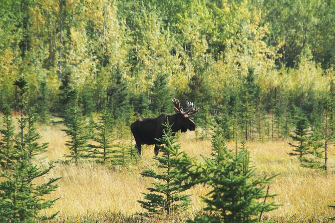 Discover Whitehorse with Northern Lights and Yukon Wildlife Tour - Who will get the most from this trip