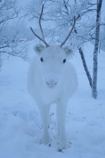 Experience the majestic Auroras Kiruna-Abisko & lodge dinner - Arctic clothing that changes the comfort level