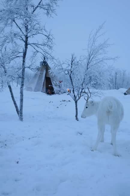 Experience the majestic Auroras Kiruna-Abisko & lodge dinner - Who will enjoy this evening most
