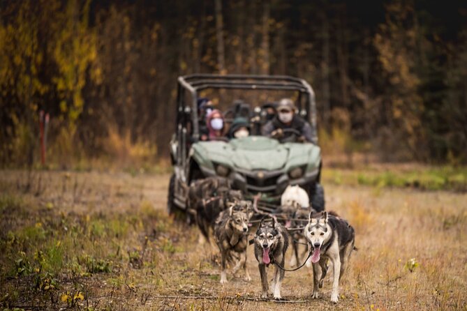 Fall Aurora Mushing Cart Ride Bucket List Adventure - Why this Fairbanks outing works so well