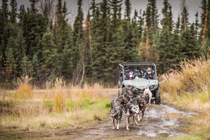 Fall Aurora Mushing Cart Ride Bucket List Adventure - The side-by-side ride through the forest