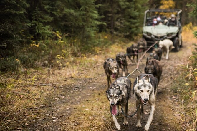 Fall Aurora Mushing Cart Ride Bucket List Adventure - How much value do you get for $200?
