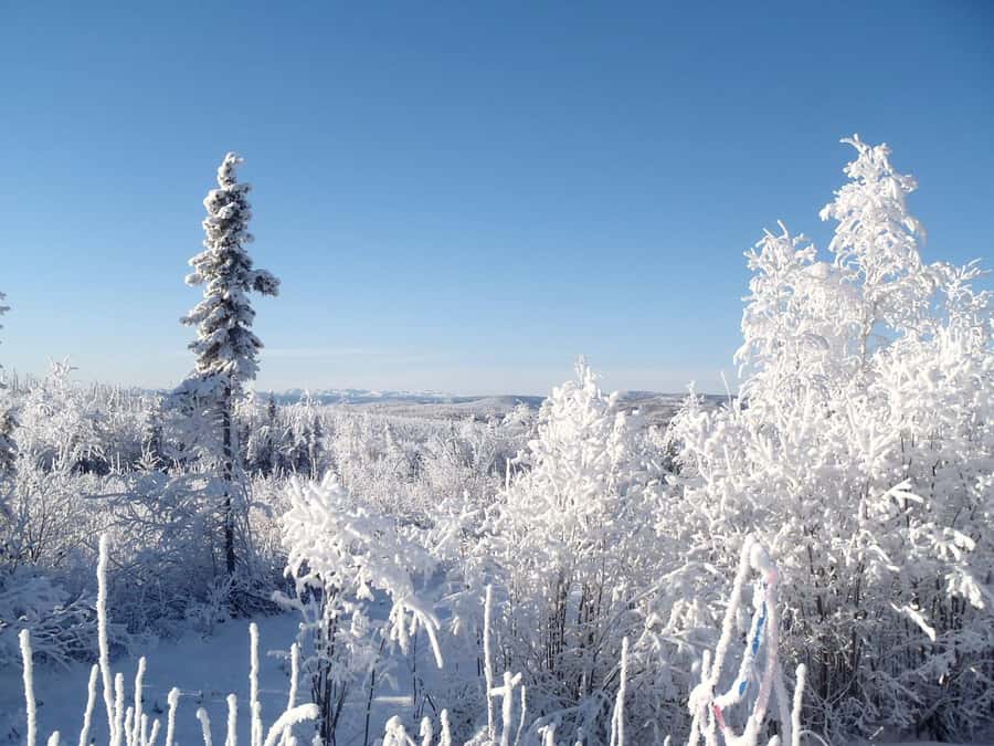 From Fairbanks: Northern Lights and Arctic Circle Tour - A 14-hour run from Fairbanks to the Arctic Circle