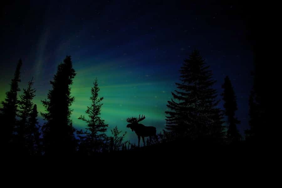 From Fairbanks: Northern Lights and Arctic Circle Tour - The Arctic Circle certificate and the far-north feeling