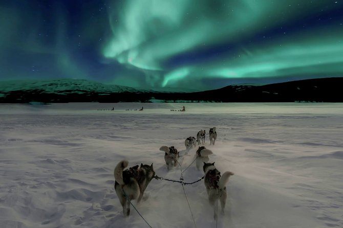 Hunting Northern Lights with Husky - A nighttime ride with working sled dogs