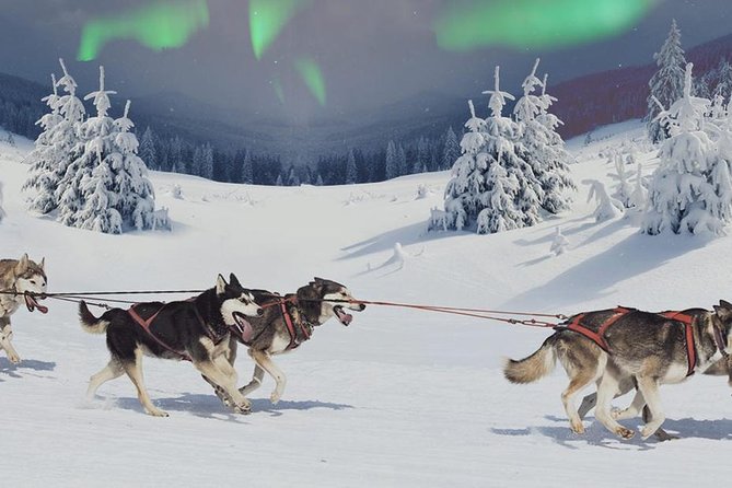 Hunting Northern Lights with Husky - Meeting the huskies and their handlers