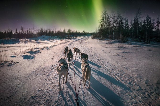 Hunting Northern Lights with Husky - What the sled ride is really like