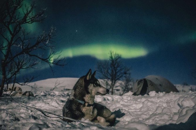 Hunting Northern Lights with Husky - The Northern Lights promise needs careful reading