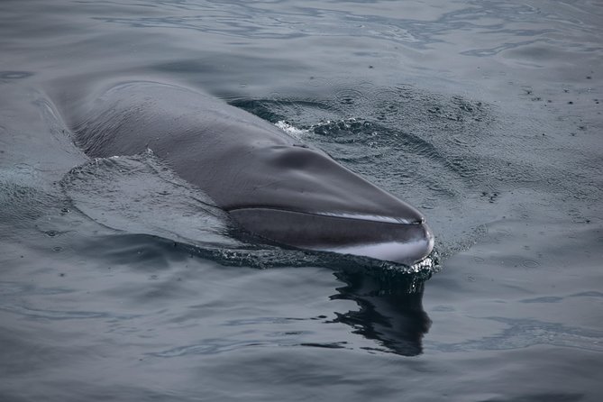 Iceland Super Saver: Northern Lights Cruise plus Whale-Watching Tour from Reykjavik - Two Iceland classics from one harbor
