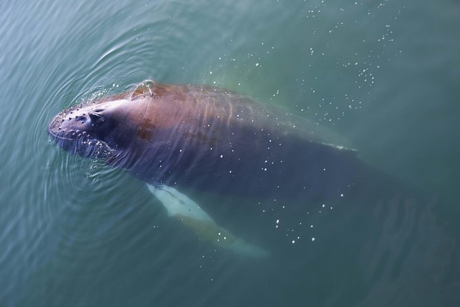 Iceland Super Saver: Northern Lights Cruise plus Whale-Watching Tour from Reykjavik - What the whale boat provides