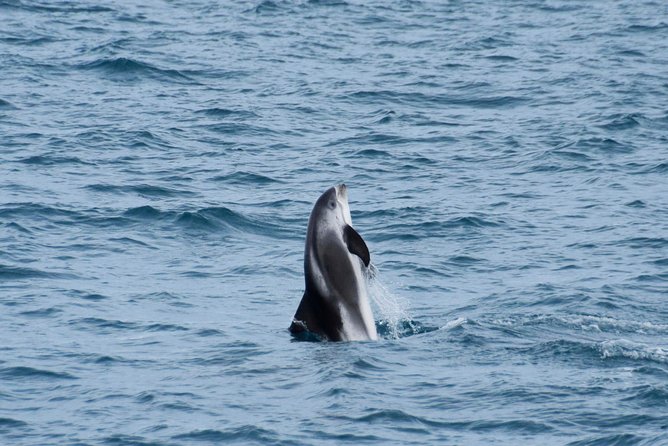 Iceland Super Saver: Northern Lights Cruise plus Whale-Watching Tour from Reykjavik - The late-night Northern Lights cruise