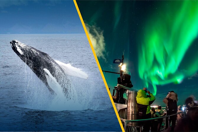 Iceland Super Saver: Northern Lights Cruise plus Whale-Watching Tour from Reykjavik - Same day or separate days?