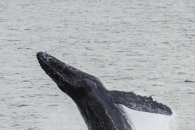 Iceland Super Saver: Northern Lights Cruise plus Whale-Watching Tour from Reykjavik - Is $186.74 a fair price?