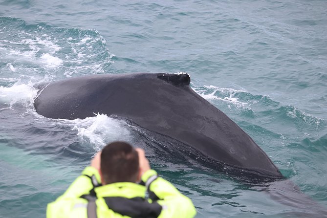 Iceland Super Saver: Northern Lights Cruise plus Whale-Watching Tour from Reykjavik - Setting out across Faxaflói Bay