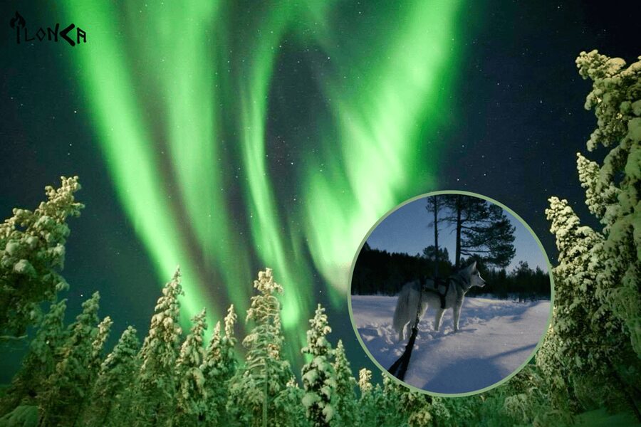 Ivalo: Aurora Hunting with Huskies - The dark-sky pause and the aurora search