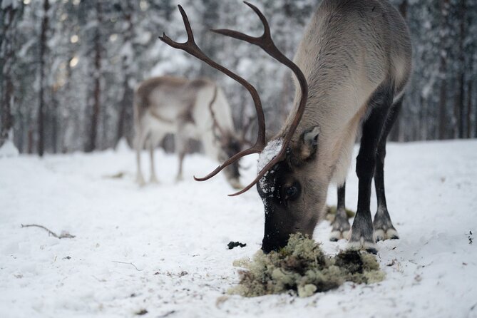 Ivalo: Aurora Hunting with Reindeer - Food, fire, and a warm hut