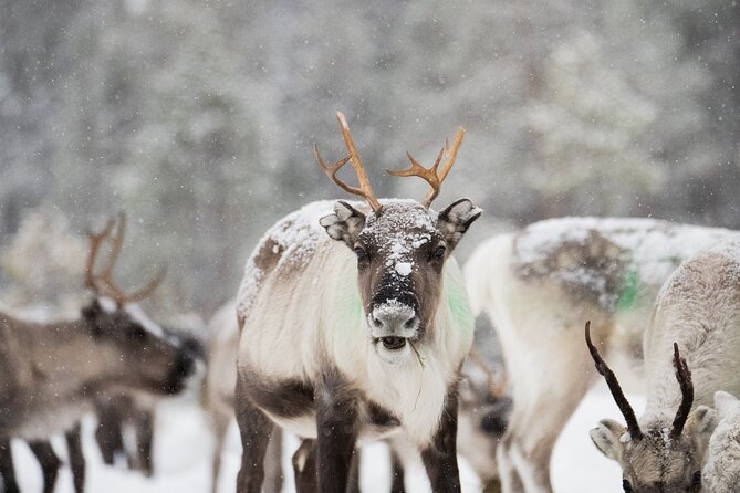 Ivalo: Aurora Hunting with Reindeer - Learning the yearly cycle of herding