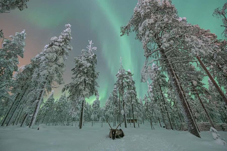 LEVI Adults Only Northern Lights Hunt with Snowshoeing - Campfire food under the stars