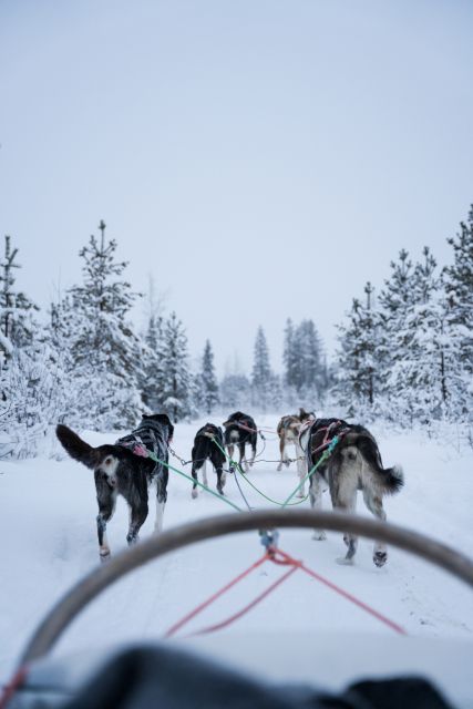 Levi: Evening Husky Sled Ride under the Northern Lights - Key points to know before you book