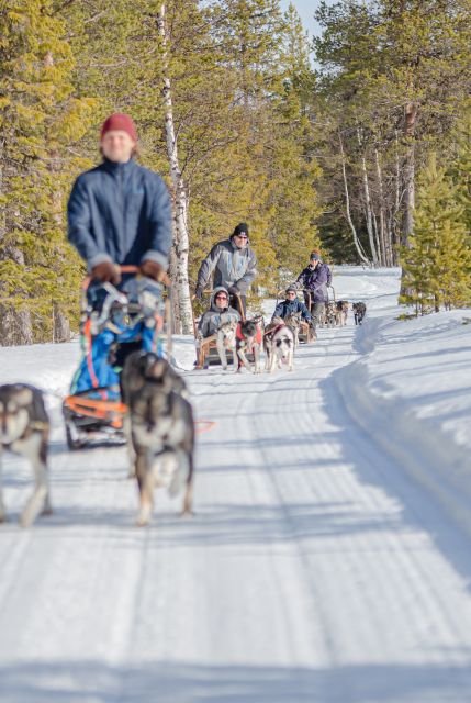 Levi: Evening Husky Sled Ride under the Northern Lights - A 10-kilometer run through the snowy forest