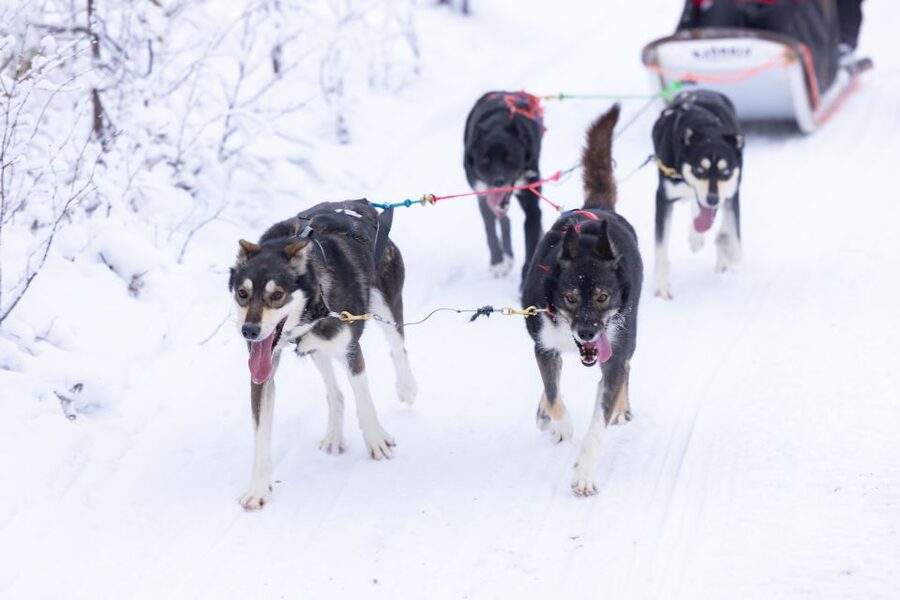 Levi Polar Lights Tours: Arctic Circle Guided Husky Tour - Key points to know before you book
