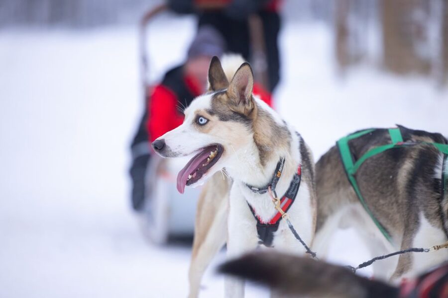 Levi Polar Lights Tours: Arctic Circle Guided Husky Tour - Taking the reins outside Levi