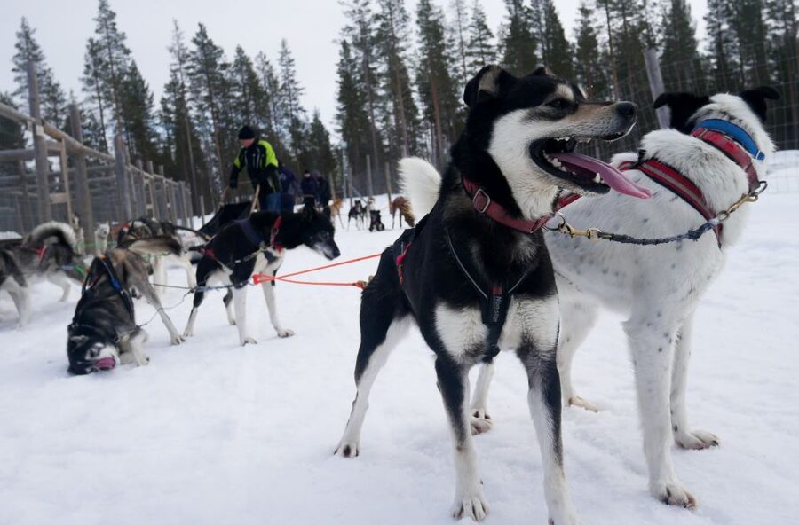Levi Polar Lights Tours: Arctic Circle Guided Husky Tour - A 15-minute safety briefing that earns its place