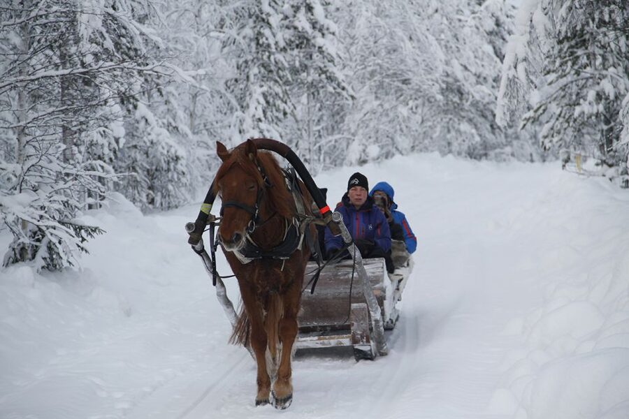 Levi, Polar Lights Tours: One Horse Open Sleigh Ride - Key points to know before booking